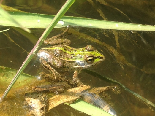 トノサマガエル