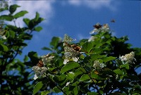 noriutugi