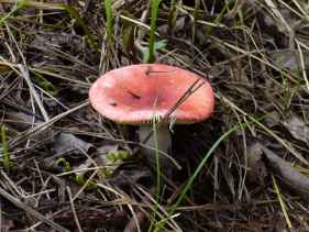 russula