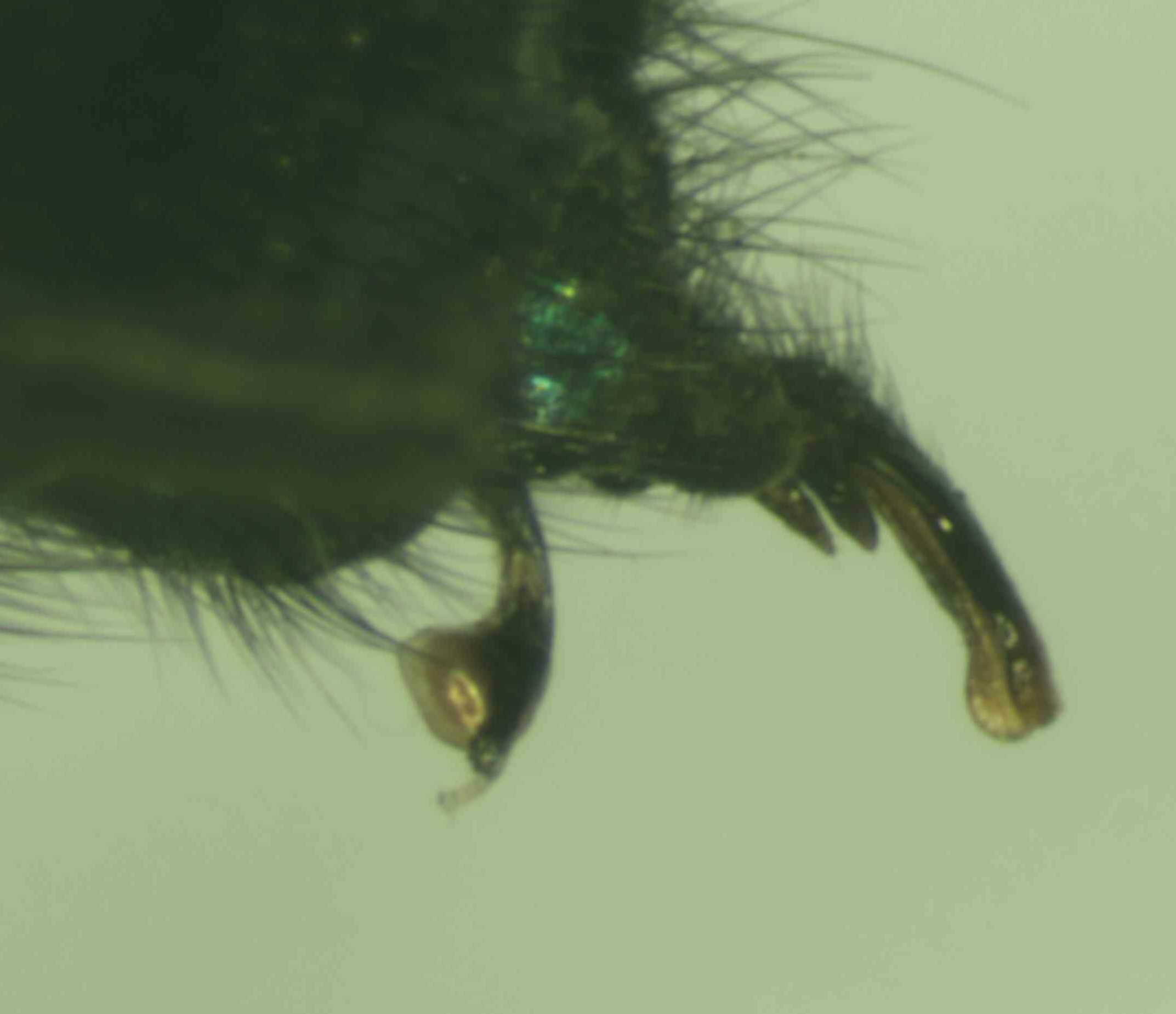 Male genitaria of Chrysomya pinguis