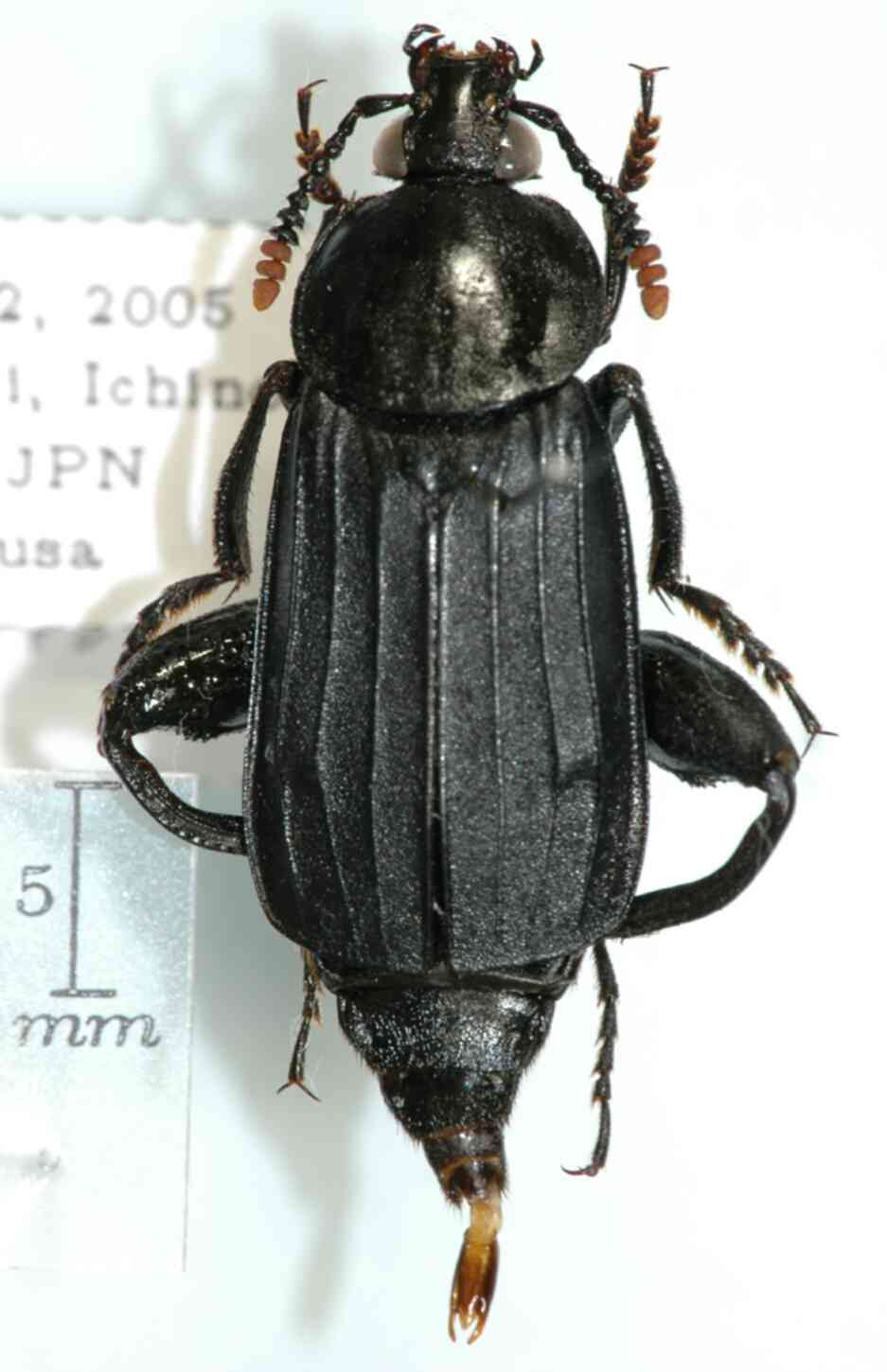 Necrodes asiaticus