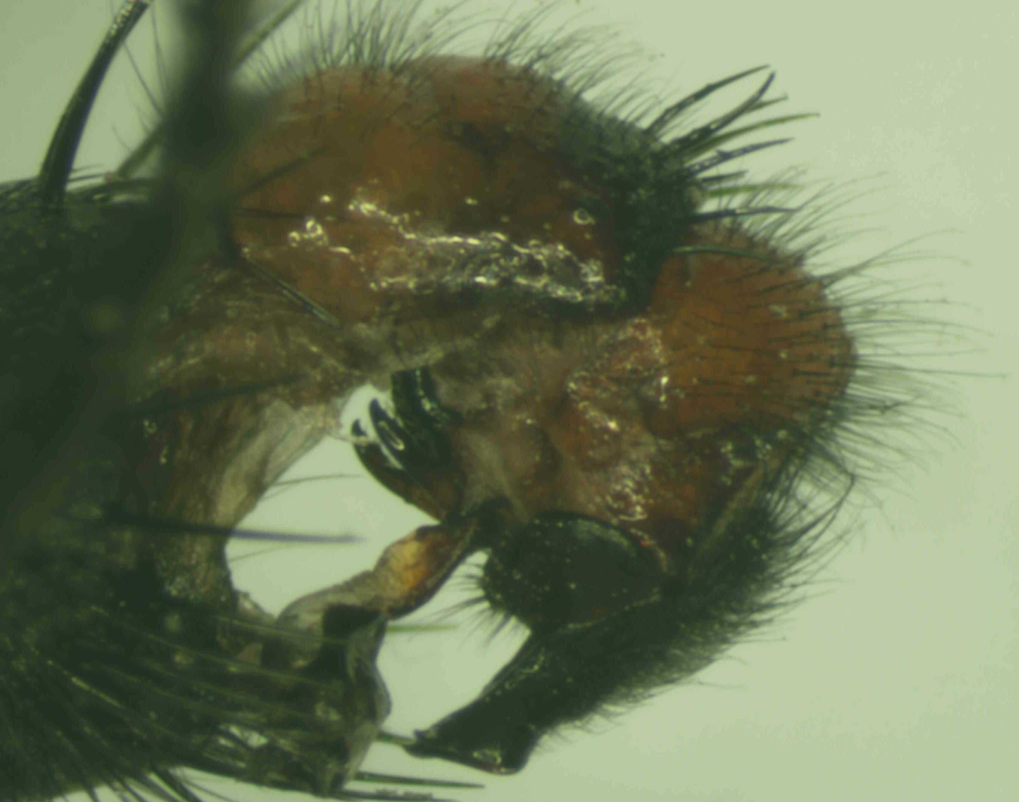 Male genitaria of Parasarcophaga crassipalpis